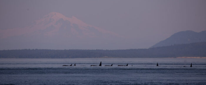 Southern Resident J Pod Orcas at Turn Pt Southern Resident J Pod Orcas at Turn Pt
