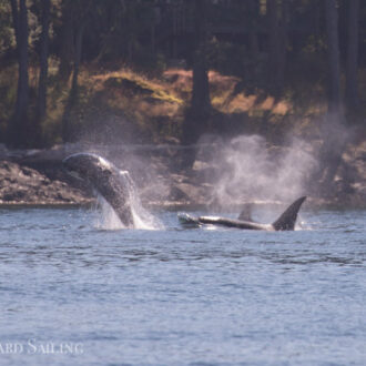 Minke whale on Salmon Bank and Orcas T37A’s in Griffin Bay