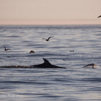 Minke whale “Trotsky II” and a sunset sail