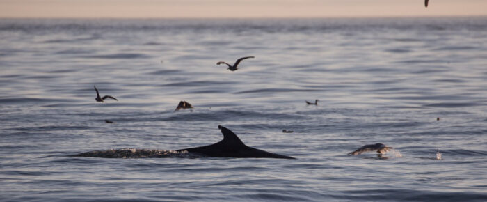 Minke whale “Trotsky II” and a sunset sail Minke whale “Trotsky II” and a sunset sail