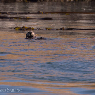 Minke on Salmon Bank, sail around Lopez and Sea Otter at Bird Rocks