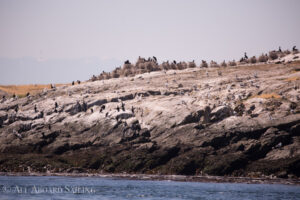 Cormorant nests