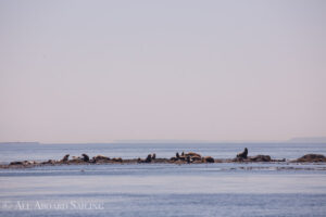 Steller Sea Lions