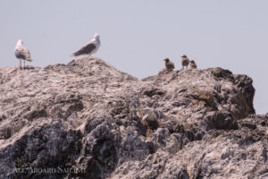 Gull Chicks