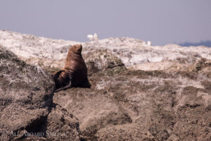 Steller Sea Lion