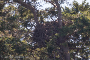 Bald Eagle nest Long Island
