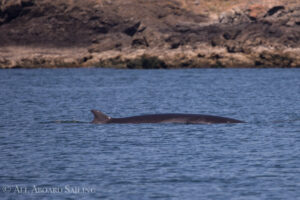 Minkie Whale