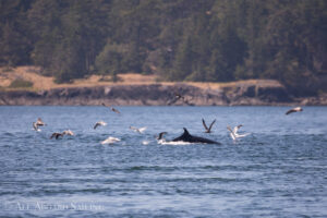 Minkie Whale foraging