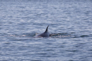 Minkie Whale, South Lopez