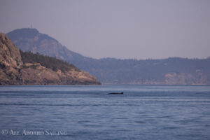 Minkie Whale, Swirl Rocks, South Lopez