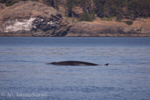 Minkie Whale, South Lopez