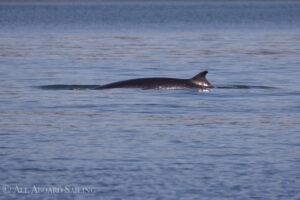 Minkie Whale, South Lopez