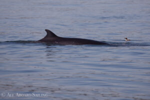 Minkie Whale, South Lopez
