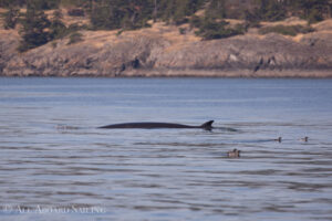 Minkie Whale, South Lopez