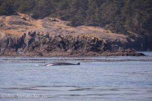 Minkie Whale, South Lopez