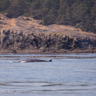 Minke Whale circles Swirl Rocks