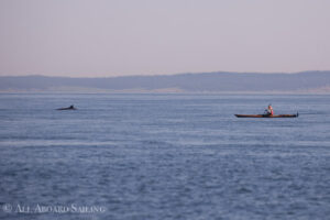 Kayak and Minke Whale