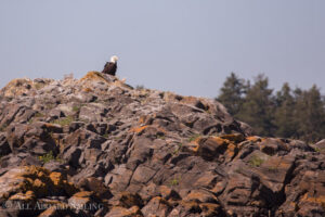 Bald Eagle roosts at Dead Man Island