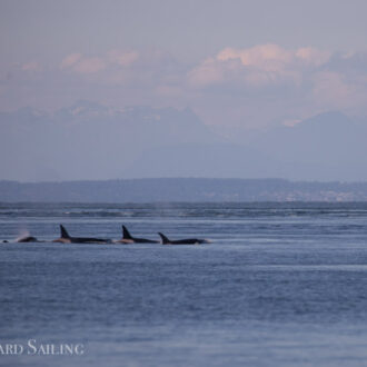 Orcas T124A2’s and T124A4’s near East Point