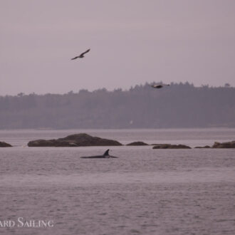 Orcas T75B’s San Juan Channel and Minke whales on Salmon Bank