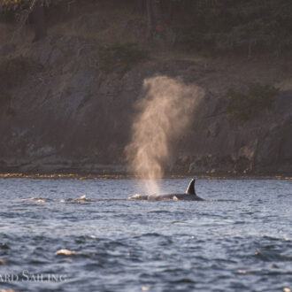 Sunset sail with Orcas T124A2’s and T124A4’s