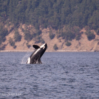 Biggs Orcas T124A2’s and T124A4’s followed by Southern Resident L Pod Orcas