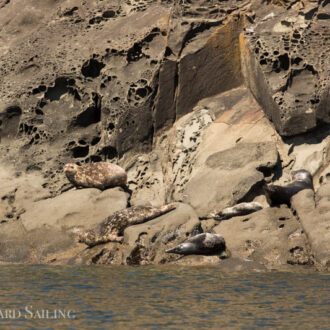 Wildlife tour with harbor seals and bald eagles