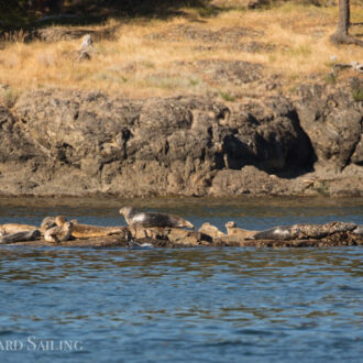 Short sail and wildlife tour