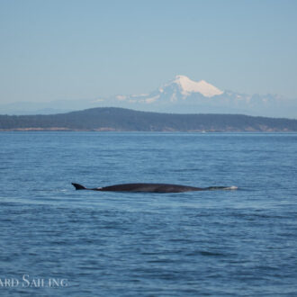 Minke whale “Trotsky II”