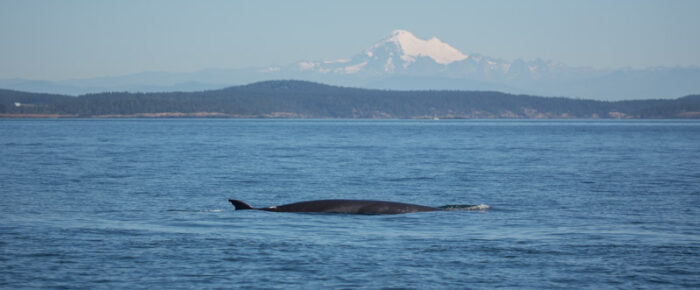 Minke whale “Trotsky II” Minke whale “Trotsky II”
