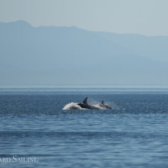 Minke encounter and Southern Resident Orcas from the L12’s