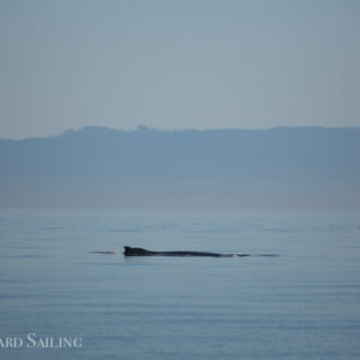 Minke whales, brown pelicans, the “naked seal”, and a Humpback playing with kelp