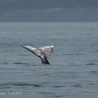 Gray whale, Tufted Puffins, Minke whales, Brown Pelican, Sea lions