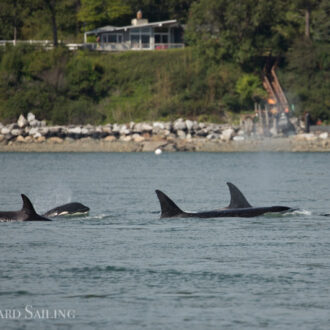 A humpback going South and the T65A’s and T77’s around Guemes plus the naked seal