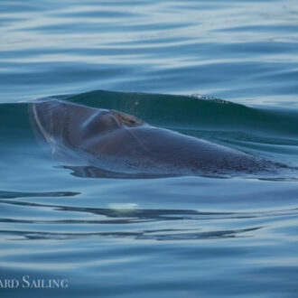 Mountains, a minke whale, brown pelican and more