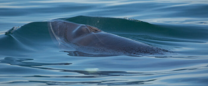 Mountains, a minke whale, brown pelican and more Mountains, a minke whale, brown pelican and more