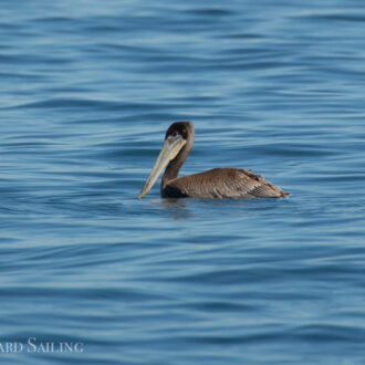 Brown Pelican, Minke Whale and Shore excursion to Iceberg Pt