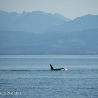 Orcas T77C and T77D followed by T65A’s and T77 with T77E plus a Minke whale