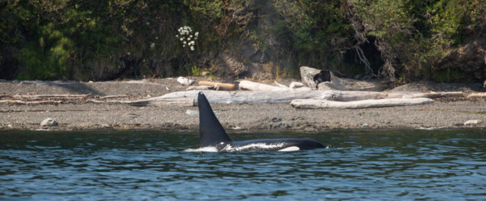 Orcas T2C’s by Reuben Tarte Orcas T2C’s by Reuben Tarte