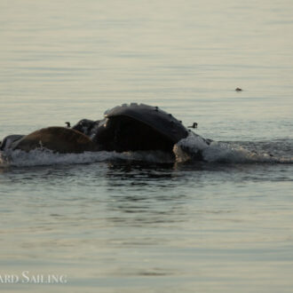 Minke whale, lunge feeding Humpback on Salmon Bank, and a sunset sail