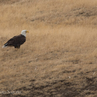 Wildlife search by Flattop and Spieden Island