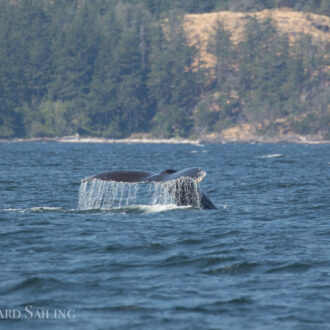 Humpback BCY1022 “Scratchy” in Haro Strait