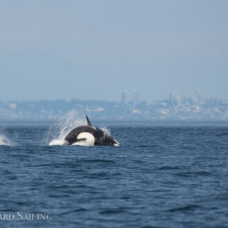 Orcas T124A2’s and T124A4’s chasing a porpoise