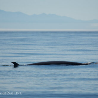 Minke whales on Salmon Bank