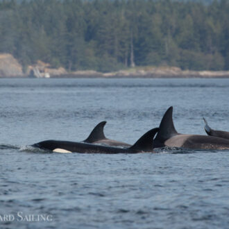 Orcas T124A2’s and T124A4’s northbound to New Channel and a surprise Proposal