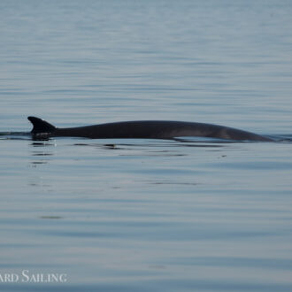Multiple minke whales on Salmon Bank & a Sea Otter