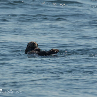 Minke whale on Salmon Bank and a Sea Otter