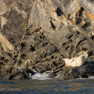 Sunset sail around Flattop Island