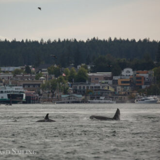 Orcas T49A’s with T19 & T19B southbound to Friday Harbor