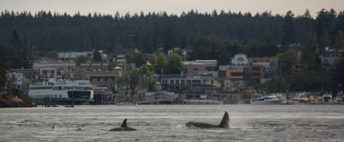 Orcas T49A’s with T19 & T19B southbound to Friday Harbor Orcas T49A’s with T19 & T19B southbound to Friday Harbor